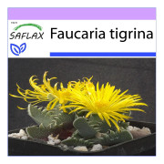 SAFLAX - Tigerkäke - 40 frön - Faucaria tigrina