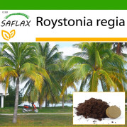 SAFLAX - Kubansk kunglig palm - 8 frön - Med kruksubstrat för bättre odling - Roystonia regia