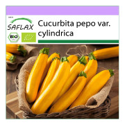 SAFLAX - Ekologisk - Zucchini - Gold Rush - 5 frön - Cucurbita pepo