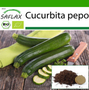 SAFLAX - Ekologisk - Zucchini - Nero di Milano - 6 frön - Med kruksubstrat för bättre odling - Cucurbita pepo