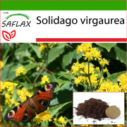 SAFLAX - Goldenrod - 100 frön - Med kruksubstrat för bättre odling - Solidago virgaurea