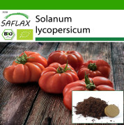 SAFLAX - Ekologisk - Tomat - Rouge de Marmande - 10 frön - Med kruksubstrat för bättre odling - Solanum lycopersicum