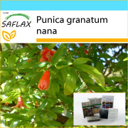 SAFLAX - Presentset - Dvärggranatäpple - 50 frön - Med presentask, kort, etikett och kruksubstrat - Punica granatum nana