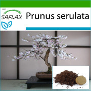 SAFLAX - Bonsai - Wild Black Cherry - 30 frön - Med kruksubstrat för bättre odling - Prunus serulata