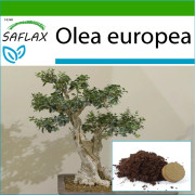 SAFLAX - Bonsai - Vanlig oliv - 20 frön - Med kruksubstrat för bättre odling - Olea europea