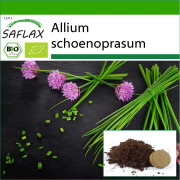 SAFLAX - Ekologisk - Gräslök - 250 frön - Med kruksubstrat för bättre odling - Allium schoenoprasum