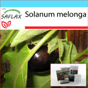 SAFLAX - Presentset - Aubergine - 20 frön - Med presentask, kort, etikett och kruksubstrat - Solanum melonga
