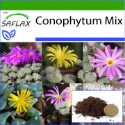 SAFLAX - Blomstenar / Conophytum Mix - 40 frön - Med kruksubstrat för bättre odling - Conophytum Mix