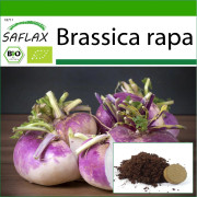 SAFLAX - Ekologisk - Rova - Milan Lila - 600 frön - Med kruksubstrat för bättre odling - Brassica rapa