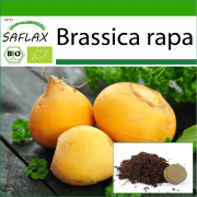 SAFLAX - Ekologisk - Rova - Goldana - 500 frön - Med kruksubstrat för bättre odling - Brassica rapa