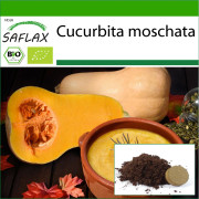SAFLAX - Ekologisk - Squash - Butternut - 6 frön - Med kruksubstrat för bättre odling - Cucurbita moschata