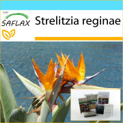 SAFLAX - Presentset - Bird of Paradise - 5 frön - Med presentask, kort, etikett och kruksubstrat - Strelitzia reginae