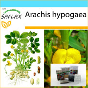 SAFLAX - Presentset - Jordnötsväxt - 8 frön - Med presentask, kort, etikett och kruksubstrat - Arachis hypogaea