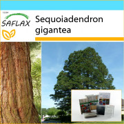 SAFLAX - Presentset - California Giant Redwood - 50 frön - Med presentask, kort, etikett och kruksubstrat - Sequoiadendron gigantea