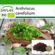 SAFLAX - Ekologisk - Körvel - 800 frön - Med kruksubstrat för bättre odling - Anthriscus cerefolium