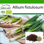 SAFLAX - Ekologisk - Salladslök - Japansk Ishikura - 150 frön - Med kruksubstrat för bättre odling - Allium fistulosum