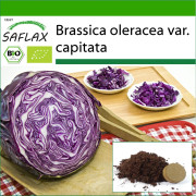 SAFLAX - Ekologisk - Rödkål - Röd trumskinn - 250 frön - Med kruksubstrat för bättre odling - Brassica oleracea