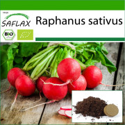 SAFLAX - Ekologisk - Rädisa - Körsbärsklocka - 100 frön - Med kruksubstrat för bättre odling - Raphanus sativus