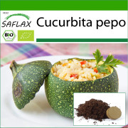 SAFLAX - Ekologisk - Zucchini - Tondo di Nizza - 5 frön - Med kruksubstrat för bättre odling - Cucurbita pepo
