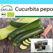 SAFLAX - Presentset - Ekologisk - Zucchini - Nero di Milano - 6 frön - Med presentask, kort, etikett och kruksubstrat - Cucurbita pepo