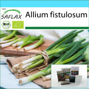SAFLAX - Presentset - Ekologiskt - Salladslök - Japansk Ishikura - 150 frön - Med presentask, kort, etikett och kruksubstrat - Allium fistulosum