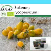 SAFLAX - Presentset - Ekologiskt - Tomat - Gul ubåt - 10 frön - Med presentask, kort, etikett och kruksubstrat - Solanum lycopersicum