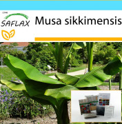 SAFLAX - Presentset - Darjeeling Banana - 5 frön - Med presentask, kort, etikett och kruksubstrat - Musa sikkimensis