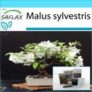 SAFLAX - Presentset - Bonsai - Vild krabba - 30 frön - Med presentask, kort, etikett och kruksubstrat - Malus sylvestris