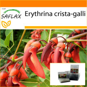 SAFLAX - Garden in the Bag - Cockspur Coral Tree - 6 frön - Med substrat i en passande ståpåse - Erythrina crista galli