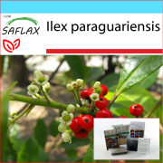 SAFLAX - Presentset - Yerba mate - 10 frön - Med presentask, kort, etikett och kruksubstrat - Ilex paraguariensis