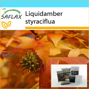 SAFLAX - Presentset - American Sweet Gum - 100 frön - Med presentask, kort, etikett och kruksubstrat - Liquidamber styraciflua