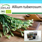 SAFLAX - Presentset - Ekologiskt - Vitlök-Gräslök - 100 frön - Med presentask, kort, etikett och kruksubstrat - Allium tuberosum