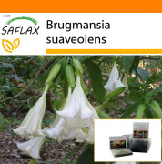 SAFLAX - Garden in the Bag - Angel's Trumpet White - 10 frön - Med substrat i en passande ståpåse - Brugmansia suaveolens