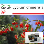 SAFLAX - Presentset - Gojibär - 200 frön - Med presentask, kort, etikett och kruksubstrat - Lycium chinensis