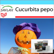SAFLAX - Presentset - Pumpa - Lantern Pumpa - 10 frön - Med presentask, kort, etikett och kruksubstrat - Cucurbita pepo