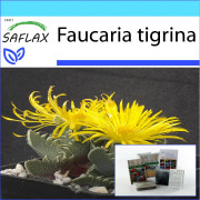 SAFLAX - Presentset - Tiger Jaw - 40 frön - Med presentförpackning, kort, etikett och kruksubstrat - Faucaria tigrina