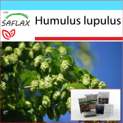 SAFLAX - Presentset - Common Hop - 50 frön - Med presentask, kort, etikett och kruksubstrat - Humulus lupulus