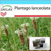 SAFLAX - Presentset - Engelsk groblad - 100 frön - Med presentask, kort, etikett och kruksubstrat - Plantago lanceolata