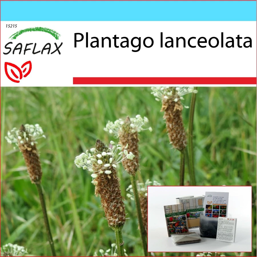 SAFLAX - Presentset - Engelsk groblad - 100 frön - Med presentask, kort, etikett och kruksubstrat - Plantago lanceolata