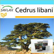 SAFLAX - Presentset - Libanon Cedar - 20 frön - Med presentask, kort, etikett och kruksubstrat - Cedrus libani