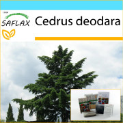 SAFLAX - Presentset - Indisk ceder - 35 frön - Med presentask, kort, etikett och kruksubstrat - Cedrus deodara