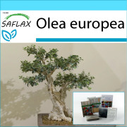 SAFLAX - Presentset - Bonsai - Vanlig oliv - 20 frön - Med presentask, kort, etikett och kruksubstrat - Olea europea