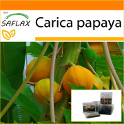 SAFLAX - Garden in the Bag - Melon Tree - 30 frön - Med substrat i en passande ståpåse - Carica papaya