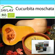 SAFLAX - Presentset - Ekologiskt - Squash - Butternut - 6 frön - Med presentask, kort, etikett och kruksubstrat - Cucurbita moschata
