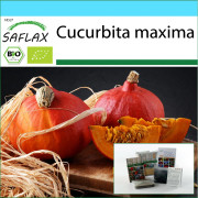 SAFLAX - Presentset - Ekologiskt - Squash - Hokkaido - 5 frön - Med presentask, kort, etikett och kruksubstrat - Cucurbita maxima