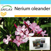 SAFLAX - Presentset - Oleander - 50 frön - Med presentask, kort, etikett och kruksubstrat - Nerium oleander