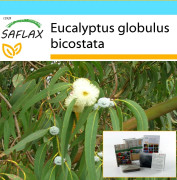SAFLAX - Presentset - Tasmanian Bluegum - 100 frön - Med presentask, kort, etikett och kruksubstrat - Eucalyptus globulus