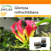 SAFLAX - Garden in the Bag - African Climbing Lily - 15 frön - Med substrat i en passande ståpåse - Gloriosa rothschildiana
