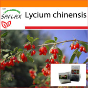 SAFLAX - Garden in the Bag - Goji berry - 200 frön - Med substrat i en passande ståpåse - Lycium chinensis