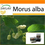 SAFLAX - Garden in the Bag - White Mulberry - 200 frön - Med substrat i en passande ståpåse - Morus alba